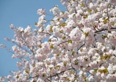 お花見