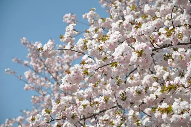 春だ！ 桜だ！ お花見の覚えておきたい心得＆便利アイテム 
