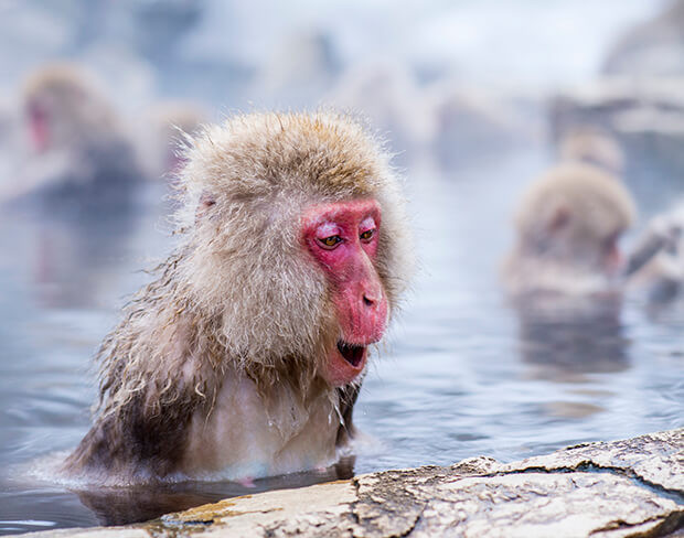 温泉に入る猿が見られる 地獄谷野猿公苑 が楽しい タウンワークマガジン