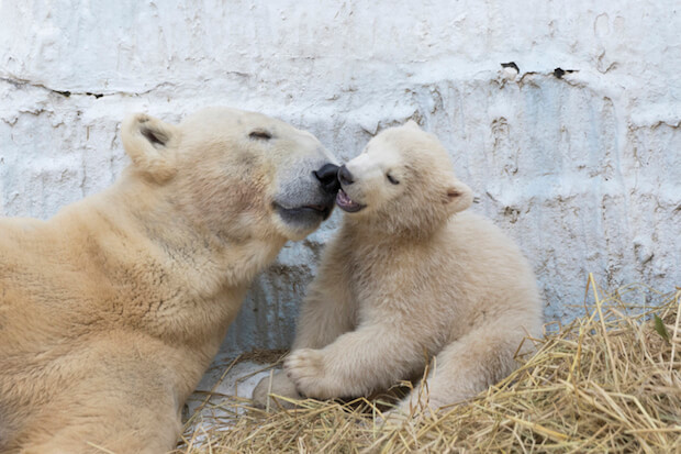 動物を見習え 他人にやさしくすると自分が幸せになれる理由 タウンワークマガジン