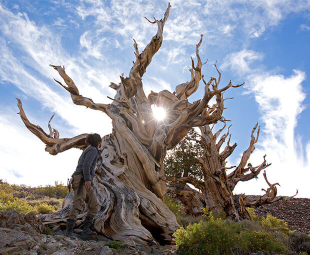 激レア 体験レポ】 希少植物を求めて世界をめぐるプラントハンター
