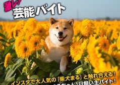 柴犬まる　まるちゃん　かわいい　癒し　激レア　芸能