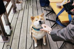 激レアバイト 激レア体験レポ 柴犬まる お世話 飼い主 体験 柴犬 インスタ instagram 撮影 バイト タウンワーク
