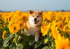 激レアバイト 激レア体験レポ 柴犬まる お世話 飼い主 体験 柴犬 インスタ instagram 撮影 バイト タウンワーク