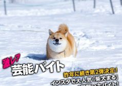 柴犬まる 動物 飼い主 インスタグラム 激レアバイト タウンワーク