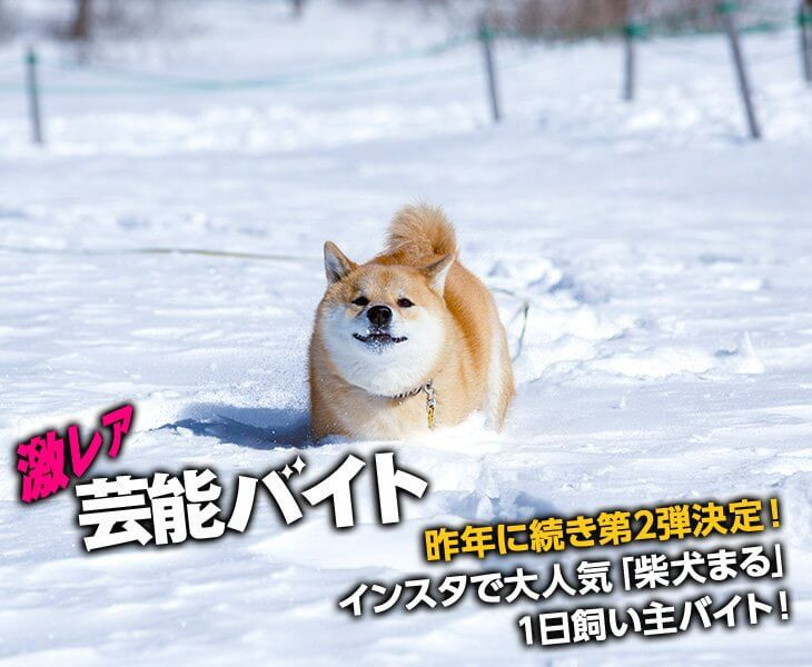 インスタグラムでおなじみ 柴犬まる の日常に密着 1日飼い主として働ける激レアバイトが登場 タウンワークマガジン インスタグラムでおなじみ 柴犬まる の日常に密着 1日飼い主として働ける激レアバイトが登場 タウンワークマガジン