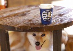 豆柴　柴犬　カフェ　ドッグ　喫茶店　癒やし　かわいい　動物　原宿　ワンコ　タウンワーク　townwork