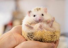 ハリネズミカフェ　カフェ　ハリネズミ　タウンワークマガジン townwork