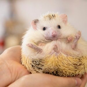 ハリネズミカフェで働きたい お仕事内容ややりがい 心構えなどについて聞いてみた タウンワークマガジン