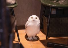 フクロウ　フクロウカフェ　仕事内容　タウンワークマガジン townwork