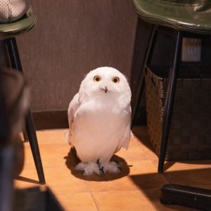 フクロウカフェで働きたい お仕事内容ややりがい 向いている人などについて聞いてみた タウンワークマガジン